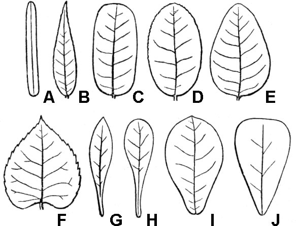 illustrations of leaf blade shape