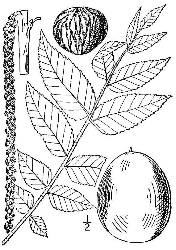 an illustration of black walnut 