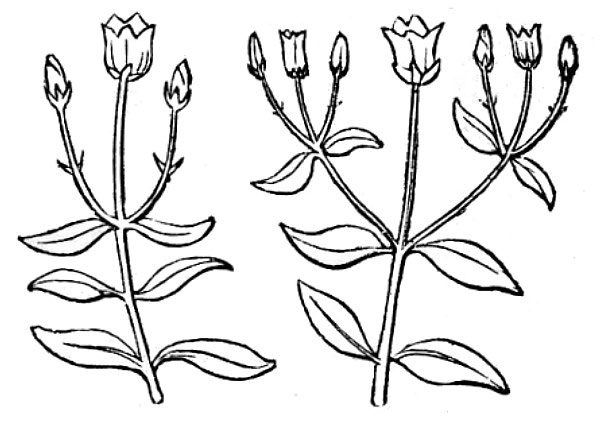 illustrations showing determinate inflorescences