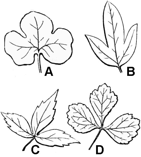illustrations of lobed and trifoliolate compound leaves