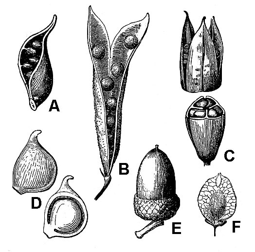 illustrations of dry fruits