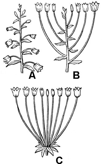 illustrations showing indeterminate inflorescences