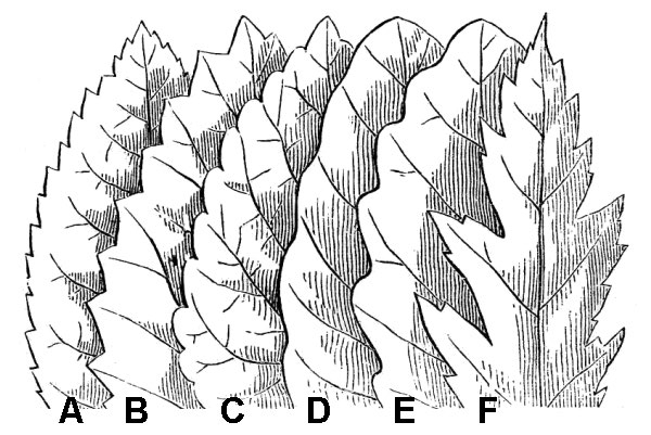 an illustration showing diverse leaf margins