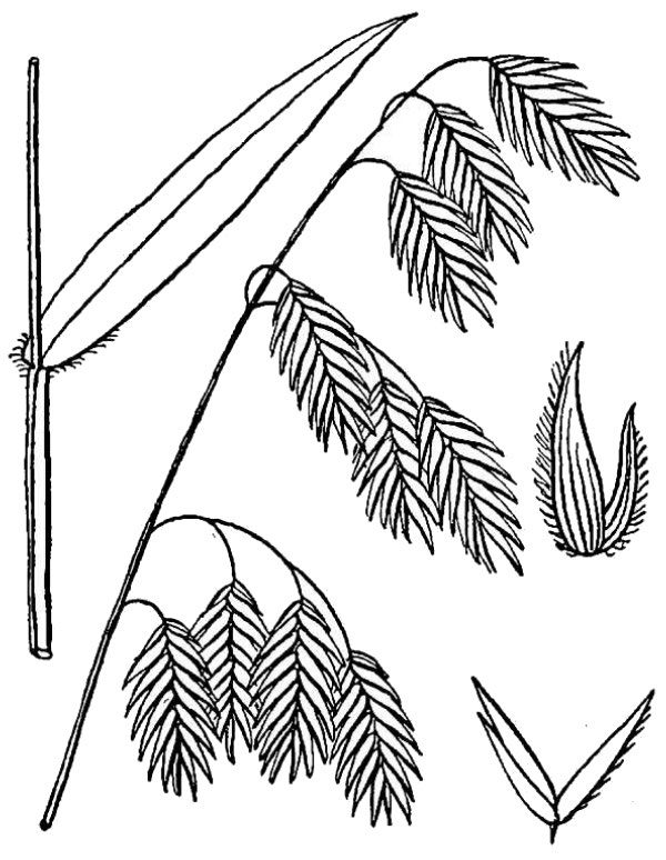 an illustration of river oats
