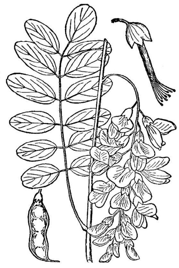 an illustration of black locust
