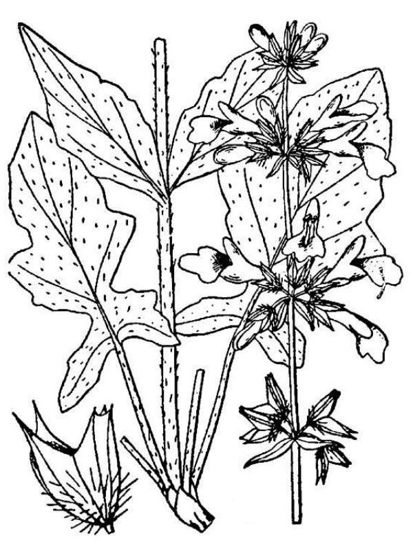 an illustration of lyre-leaved sage