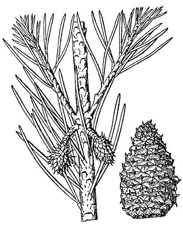 an illustration of Virginia pine