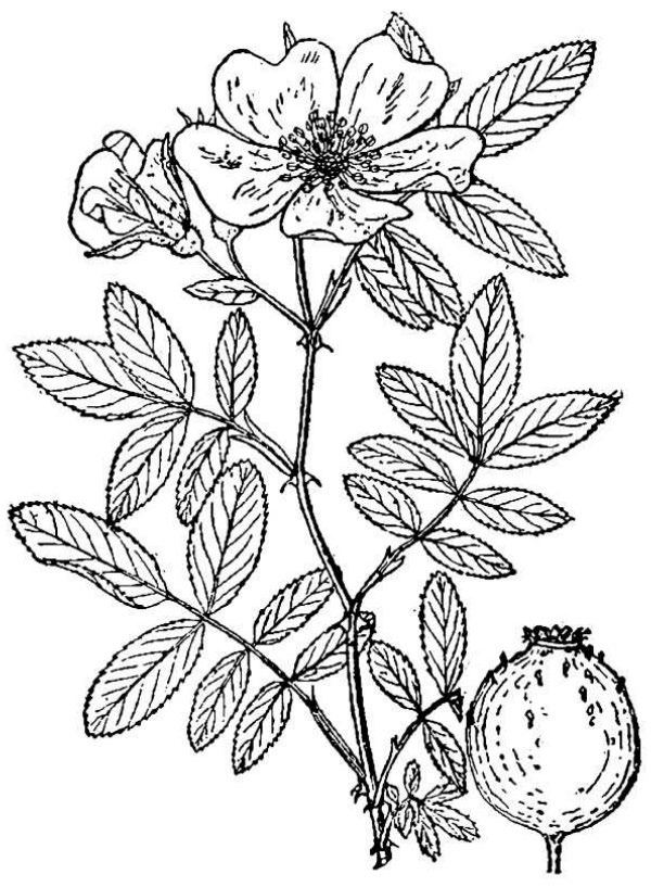 an illustration of carolina rose