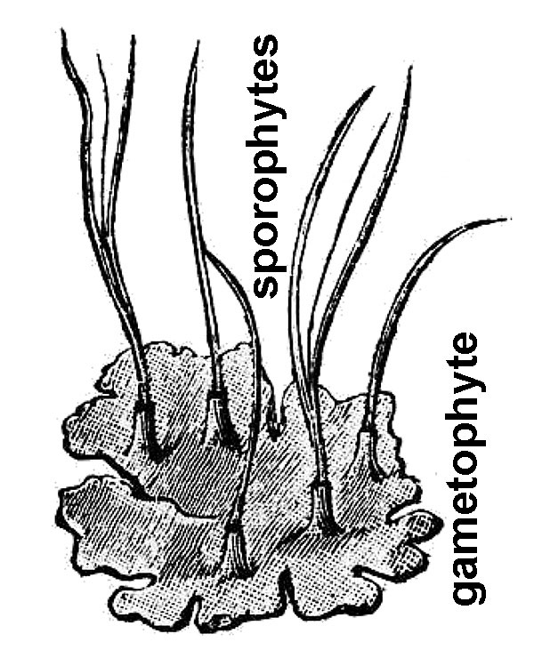 an illustration of hornwort.