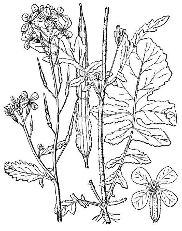 an illustration of wild radish