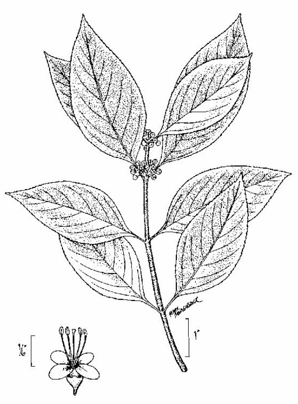 an illustration of american beautyberry leaves