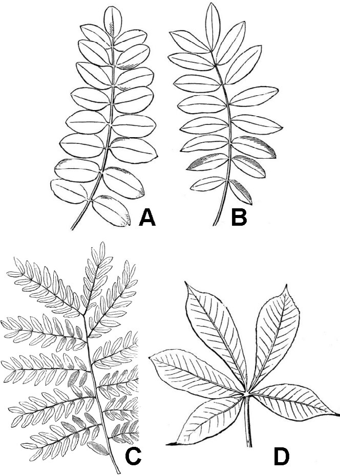illustrations of compound leaves