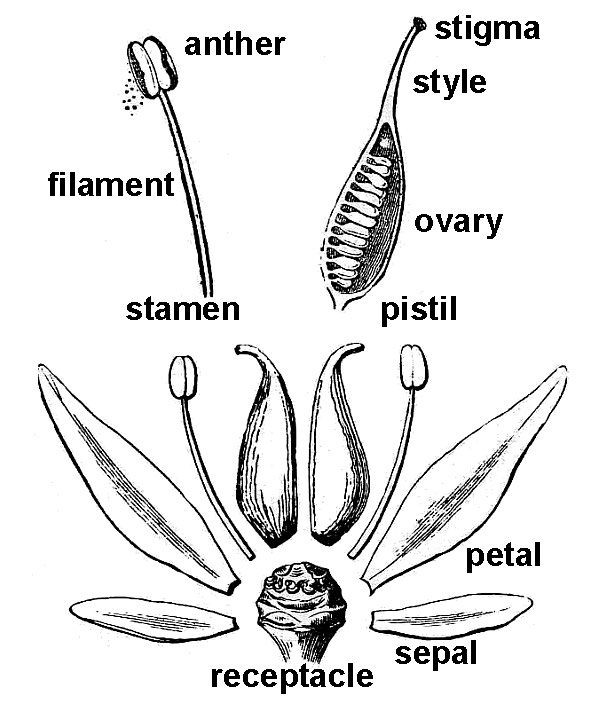 an illustration of dissected flower of woodland stonecrop