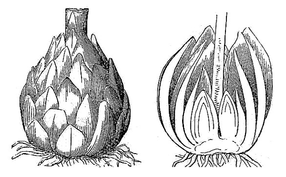 an illustration of bulb of lily