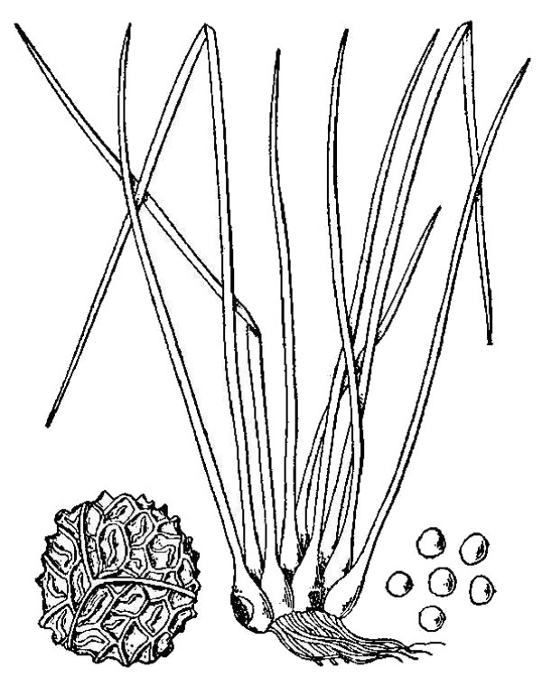 an illustration of quillwort