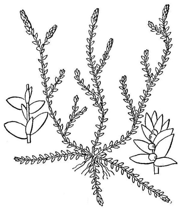 an illustration of meadow spikemoss