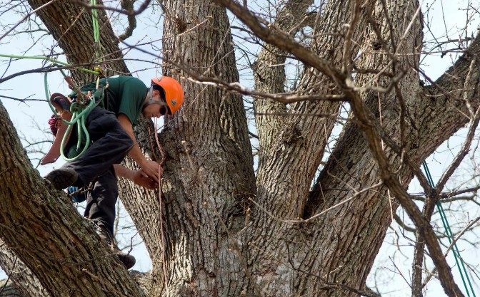 a photo of a arborist on a branch of a tree