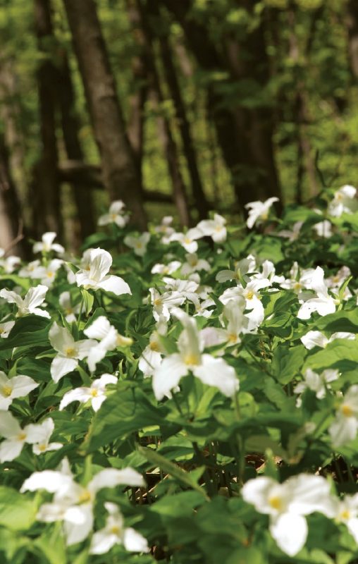 Picture of white flowers with green space in the background
