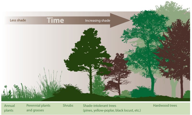 The progression of succession from field to pioneer species such, as Atlantic red-cedar, to mixed hardwoods and pine, to a mixed hardwood forest. In the absence of disturbance, this mixed hardwood forest will persist.