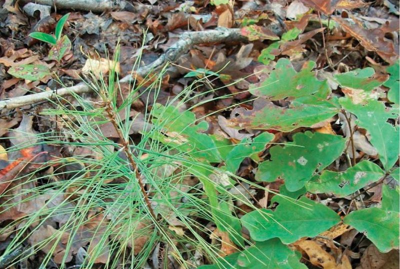 Woodlands in Virginia grow a mixture of softwoods (loblolly pine seedling, left) and hardwoods (white oak seedling, right).