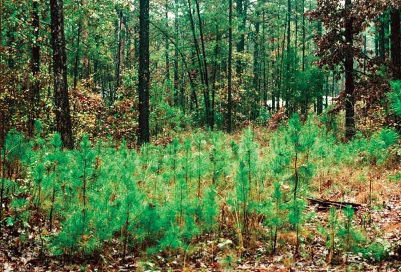 Small, frequent disturbances, such as the death of a tree, create openings (gaps) in the forest canopy that increase the amount of light reaching the ground. In these gaps, you will typically find a flush of regeneration, such as the pine seedlings in this photo.