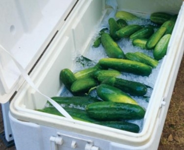 Cucumbers in a cooler with ice