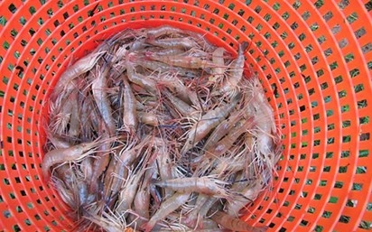 Raw shrimp in a basket