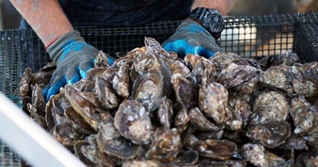 Virginia oysters