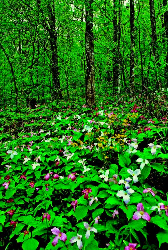 Flowers in a forest