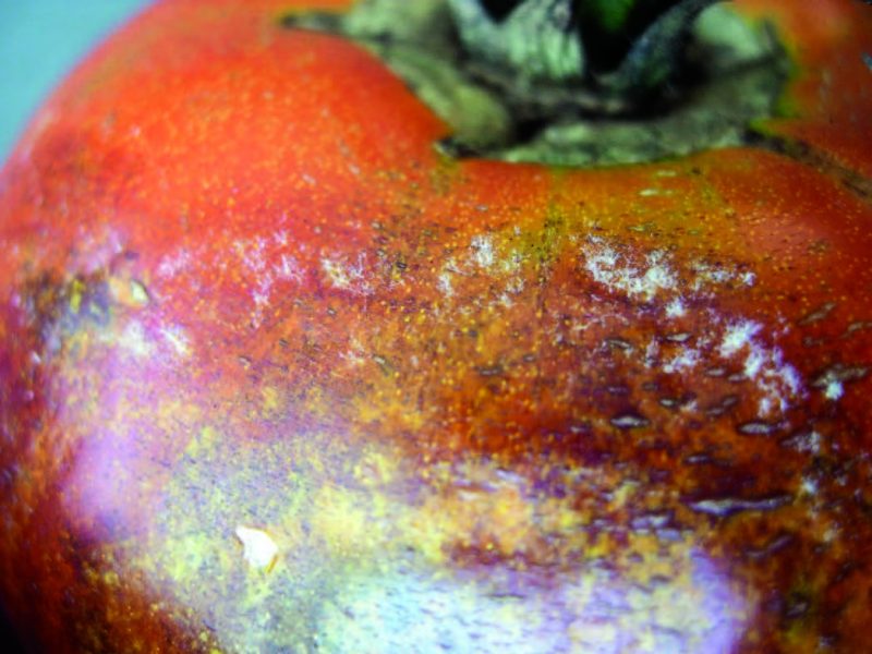 Image of a cottony sporulation on a tomato