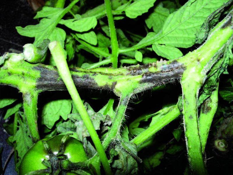 Phytophthora infestans on the stems of a tomato plant.
