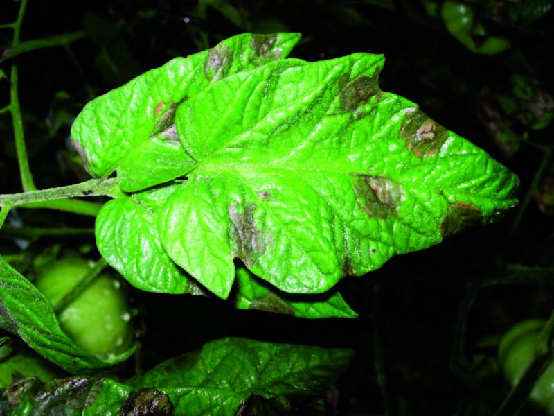 A photo of a tomato leaf