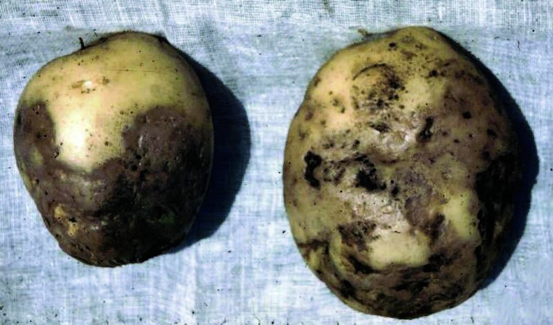 Photo of  lesions on potato