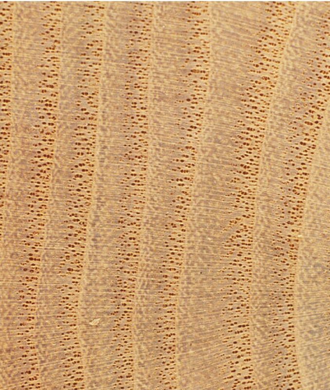 photo of Magnified cross-sectional view of sassafras showing pore size and structure
