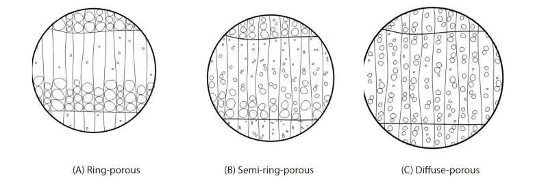 image showing three classifications of ring pore. (A) Ring-porous, (B) Semi-ring-porous, (C) Diffuse-porous