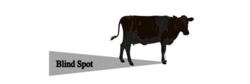 A cow pictured with the blind spot highlighted directly behind cow.