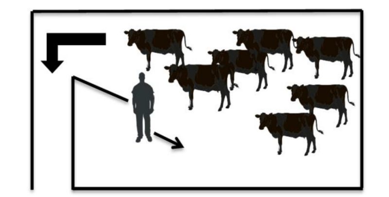 An illustration of a person emptying a pen of cattle by staying close to the gate and using the point of balance.