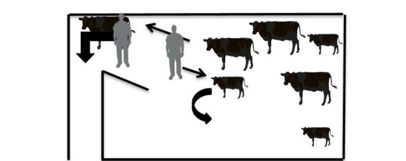 Illustrates two handlers emptying a pen of cattle, letting the cows move passed them and keeping the calves in the pen.