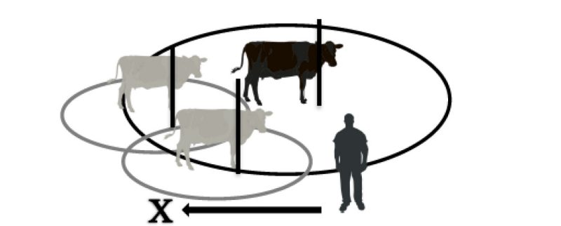 a depiction of three cows and how a person would walk passed their point of balance to promote forward movement.