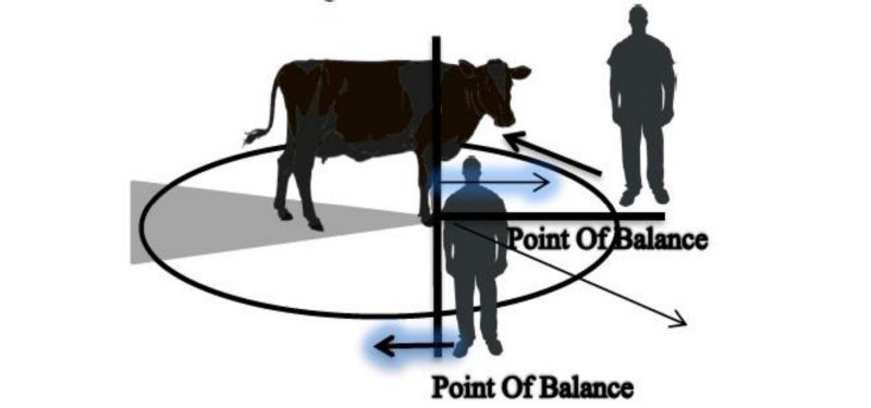 a cow pictured with flight zone and Blind spot depicted as well as the point of balance for forward/backward and left/right movement.