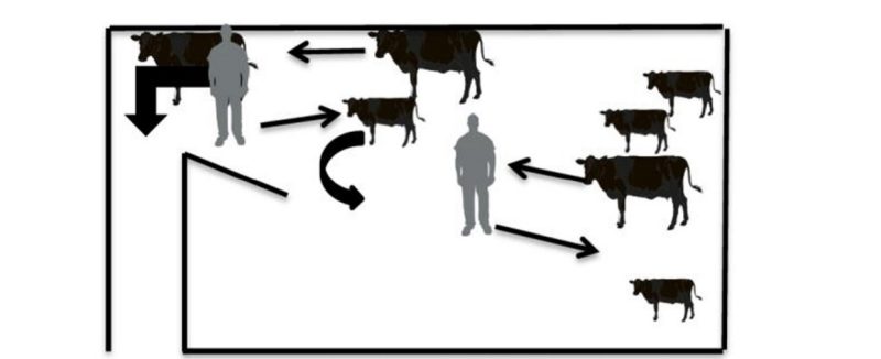 Illustrates two handlers emptying a pen of cattle, letting the cows move passed them and keeping the calves in the pen.  One handler is further in the pen separating stragglers.
