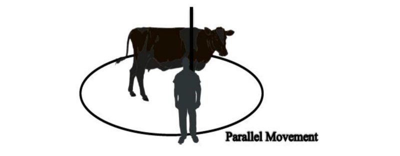 depicts where a person should be walking in relation to a cow's point of balance to slow movement.