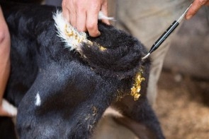 The rearend of a small calf with someone holding a thermometer in it's retum.