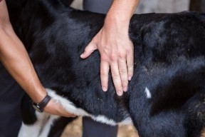 A hand on the rear lank of a small calf.