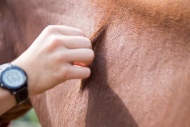 A person pinching the skin on a horse's neck.