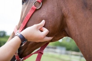A hand on the edge of a horse's jaw where the artery is located.