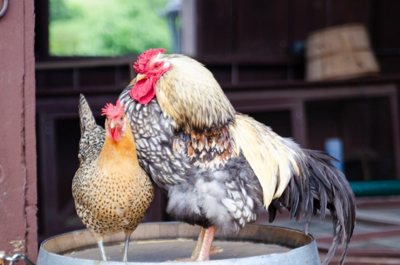 Two chickens standing next to each other on top of a barrel.