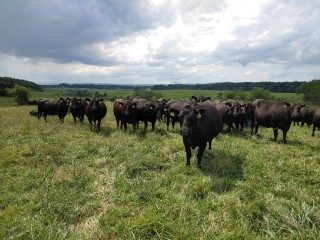 Cover for publication: The Importance of Temperament and Acclimation to Handling on Beef Cattle Production