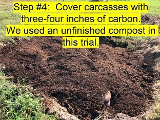 We used an unfinished compost in this trial  The trench with the swine mortality covered with 3-4 inches of compost. 