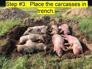 The trench with eight large swine mortality that weigh approximately 290 pounds each placed on top of the mulch. 